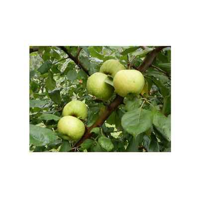 Malus domestica 'P&oacute;nyik' Alma P&oacute;nyik