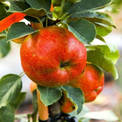 Malus domestica 'Rondo' Alma Rondo
