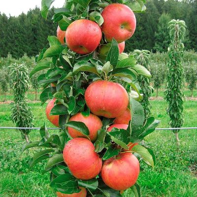 Malus domestica 'Sonate' Alma Sonate