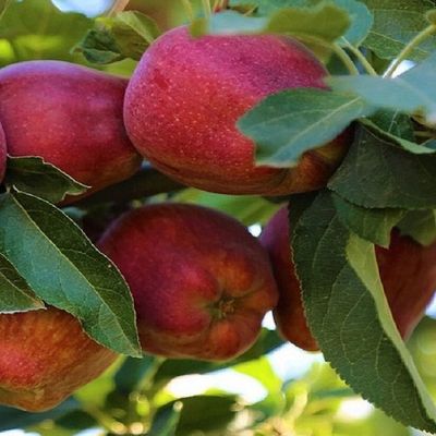 Malus domestica 'Starking Nm 251' Alma Starking Nm 251