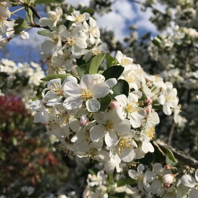 Díszalma Malus 'Evereste'