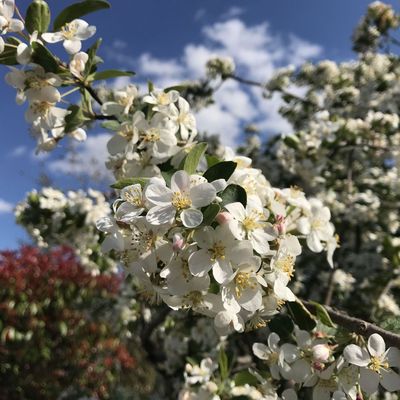 Díszalma Malus 'Evereste'