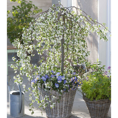 Malus 'Fontana' D&iacute;szalma