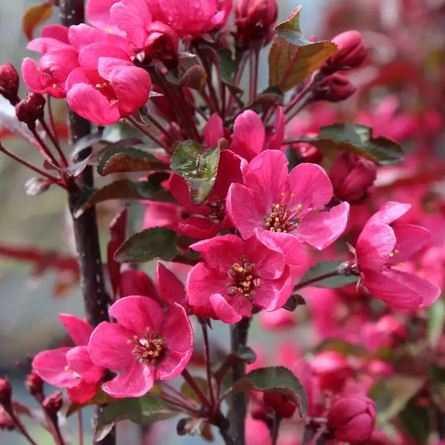 Malus 'Liset' D&iacute;szalma