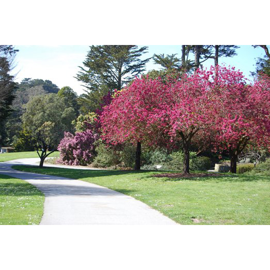 D&iacute;szalma Malus 'Liset'