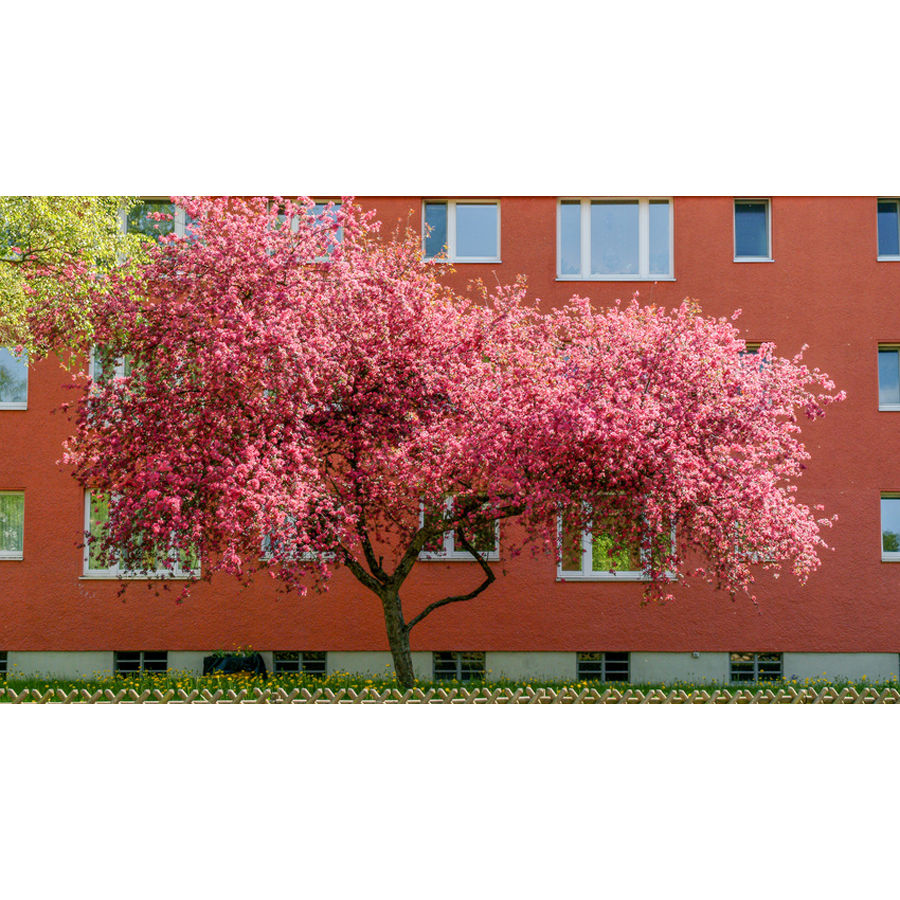 D&iacute;szalma Malus 'Liset'