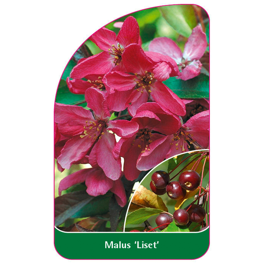 D&iacute;szalma Malus 'Liset'