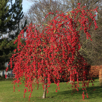 Malus 'Red Sentinel' Díszalma