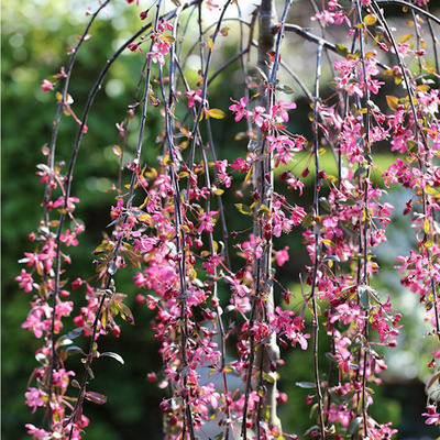 Díszalma Malus 'Royal Beauty'