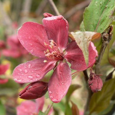 Malus 'Royalty' Díszalma