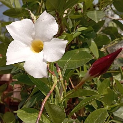 Mandevilla 'Sundaville' mix Brazil tölcsérjázmin