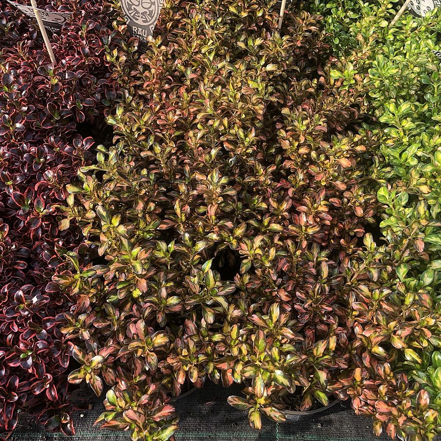 Coprosma mix Mázlevél
