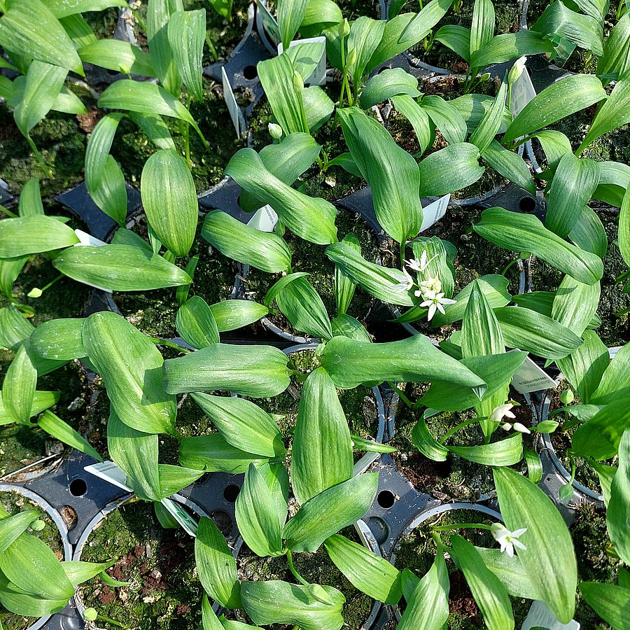 Medvehagyma Allium ursinum