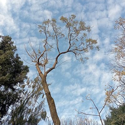 Melia azedarach Imaf&uuml;z&eacute;rfa