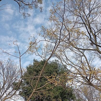 Imaf&uuml;z&eacute;rfa Melia azedarach