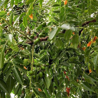 Imaf&uuml;z&eacute;rfa Melia azedarach