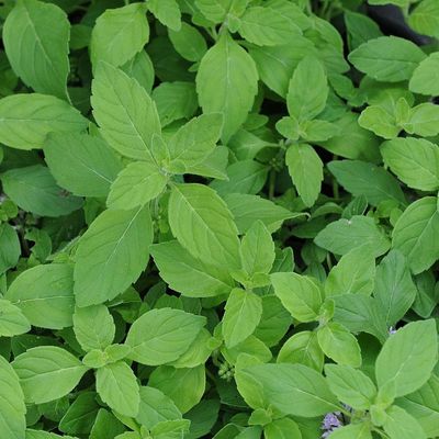 Mentha arvensis 'Banana' Banánmenta