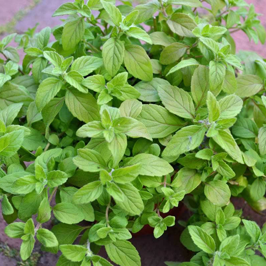 Banánmenta Mentha arvensis 'Banana'