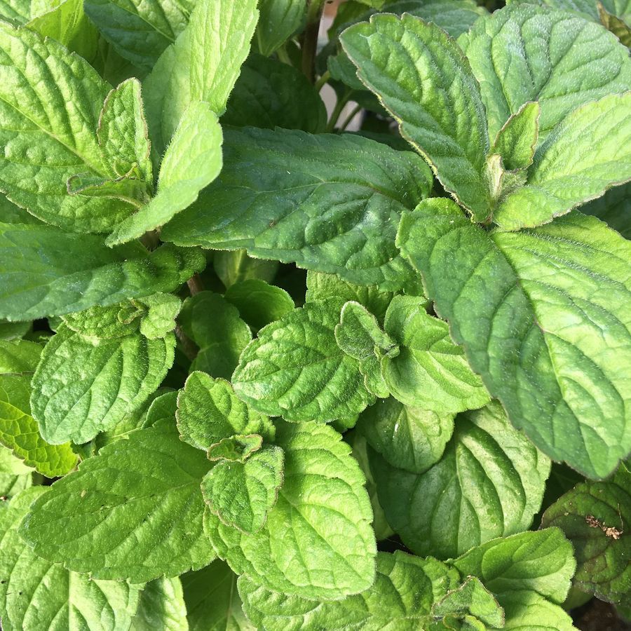 Mentha citrata&nbsp; Citrom menta