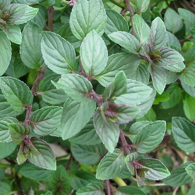 Mentha piperita 'Chocolate' Csokimenta