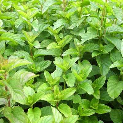 Mentha piperita 'Mandarin' Mandarin menta
