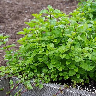 Mentha piperita 'Orange' Narancsmenta