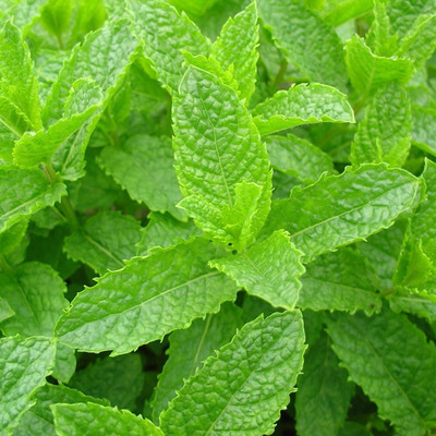 Mentha sp. R&aacute;g&oacute; menta