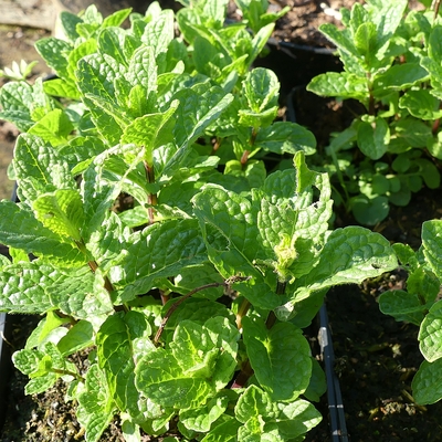 Marokkói menta Mentha spicata 'Moroccan'