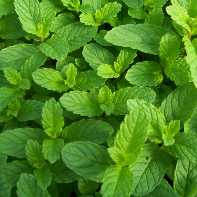 Mentha spicata Fodormenta