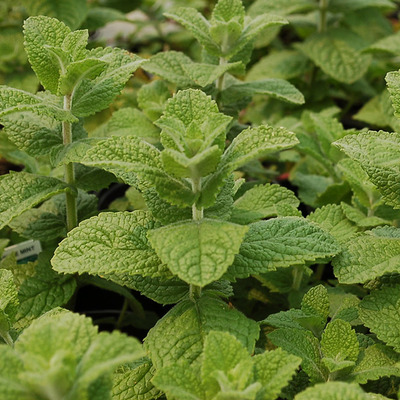Mentha suaveolens 'Apple Mint' Almamenta