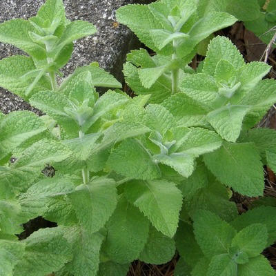 Mentha suaveolens 'Pineapple' Ananászmenta