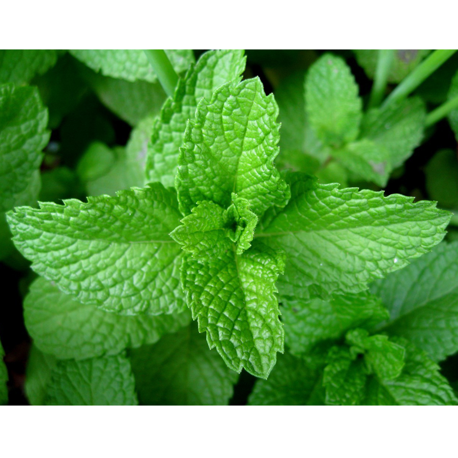 Mentha piperita Borsmenta