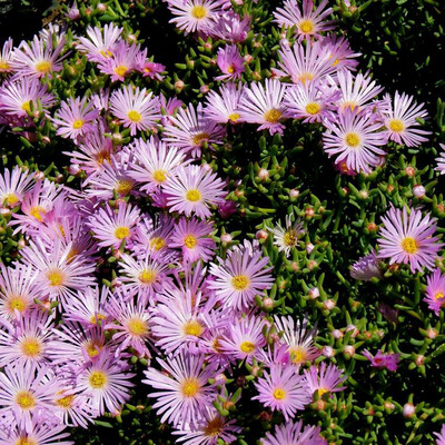 Mesembryanthemum sp. Kristályvirág
