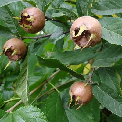 Mespilus germanica 'Hollandi Óriás' Naspolya Hollandi Óriás