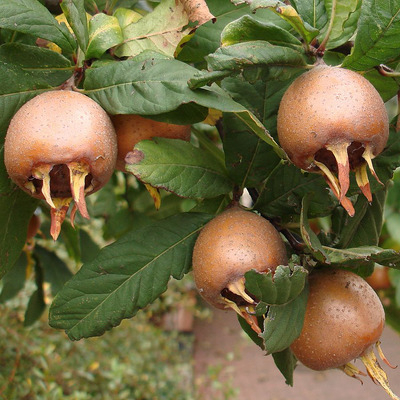 Mespilus germanica 'Nottingham' Naspolya Nottingham