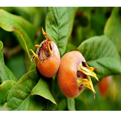 Mespilus germanica 'Szentesi Rózsa' Naspolya Szentesi Rózsa