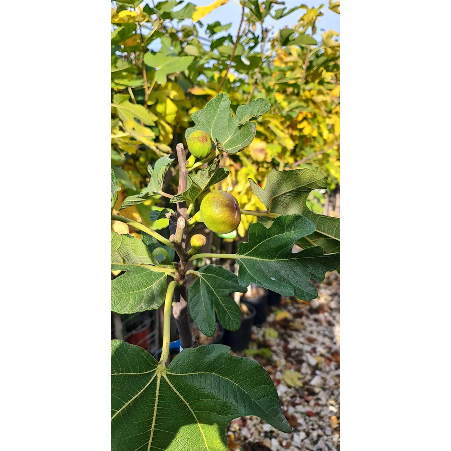 Füge Rouge De Bordeaux Ficus carica 'Rouge de Bordeaux'