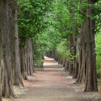 Metasequoia glyptostroboides Kínai mammutfenyő