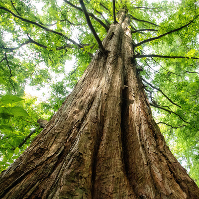 Kínai mammutfenyő Metasequoia glyptostroboides