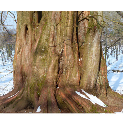 Kínai mammutfenyő Metasequoia glyptostroboides