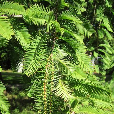 Kínai mammutfenyő Metasequoia glyptostroboides