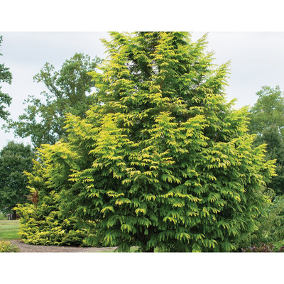 Metasequoia glyptostroboides 'Amber Glow' Kínai mammutfenyő