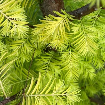 Kínai mammutfenyő Metasequoia glyptostroboides 'Amber Glow'