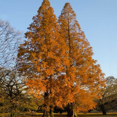 Kínai mammutfenyő Metasequoia glyptostroboides 'Amber Glow'