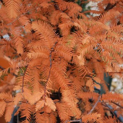 Kínai mammutfenyő Metasequoia glyptostroboides