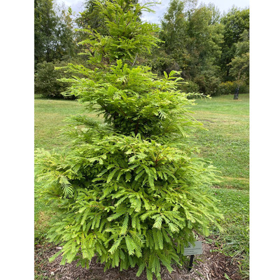 K&iacute;nai mammutfenyő Metasequoia glyptostroboides 'Hamlet's Broom'