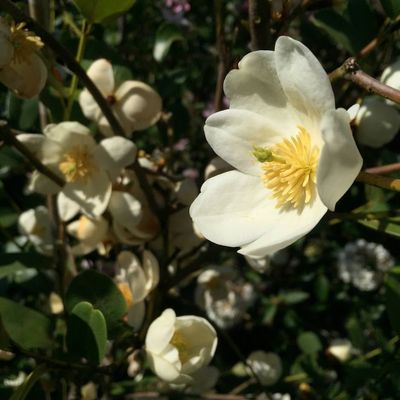 Michelia Fairy 'Blush' Örökzöld liliomfa