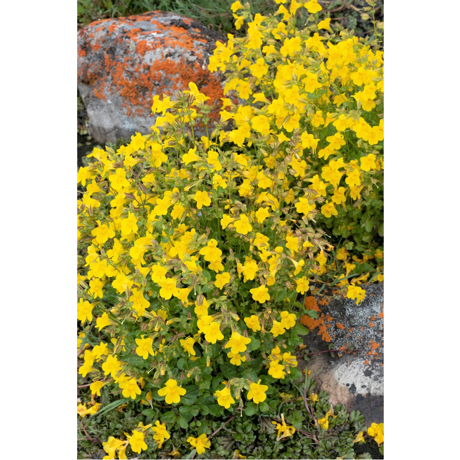 Mimulus 'Highland Yellow' Boh&oacute;cvir&aacute;g