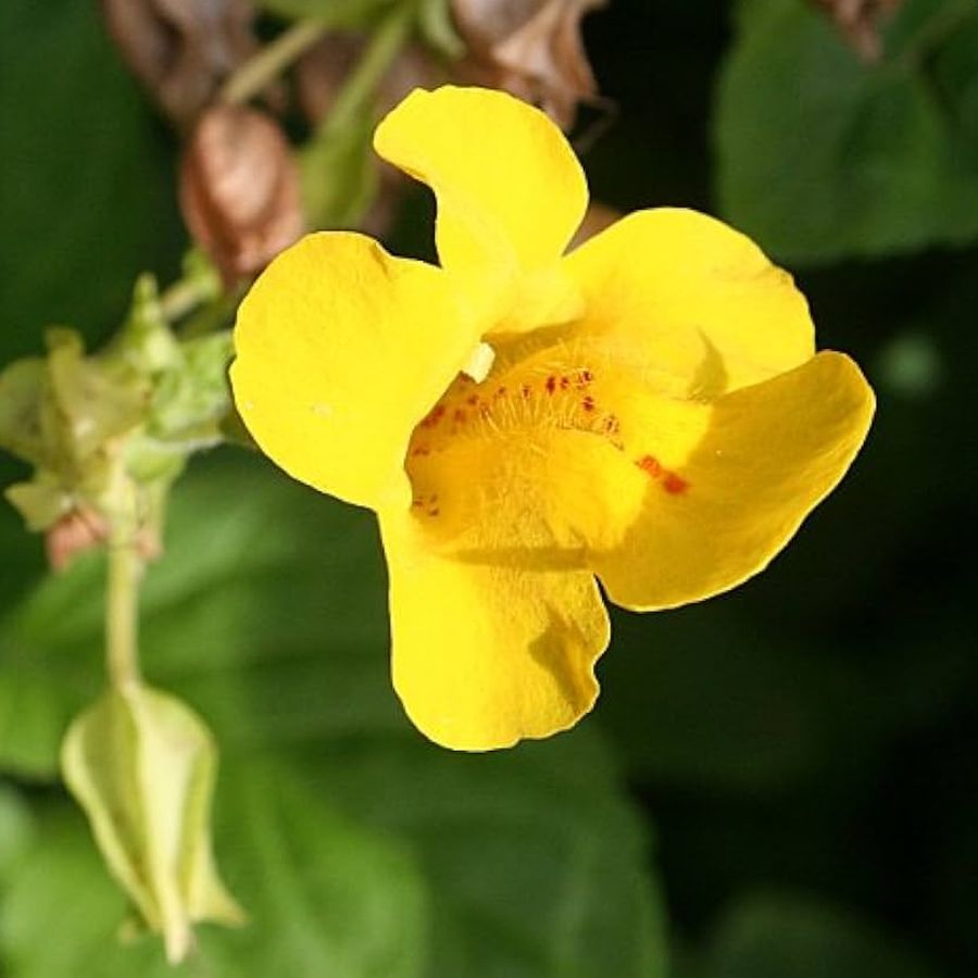 Boh&oacute;cvir&aacute;g Mimulus 'Highland Yellow'