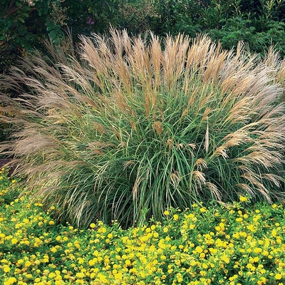 Miscanthus sinensis 'Adagio' Virágosnád